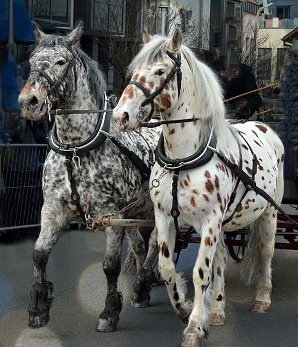 Noriker Horses / Norico-Pinzgauer Horses